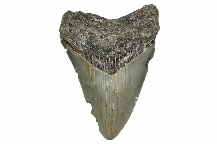 Serrated, Juvenile Megalodon Tooth - North Carolina #355871